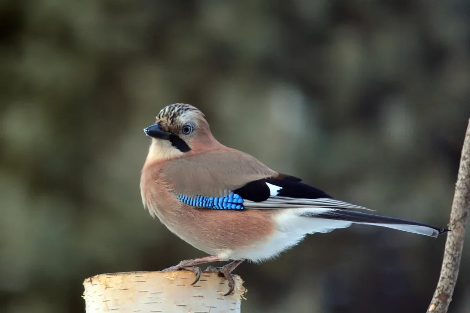 Garrulus glandarius