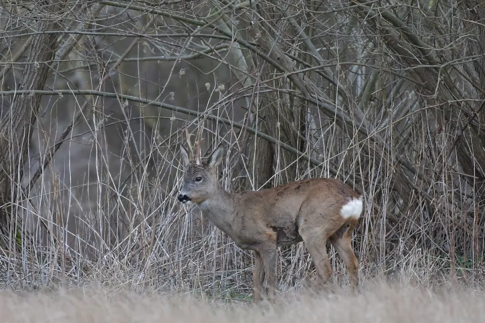 Capreolus capreolus