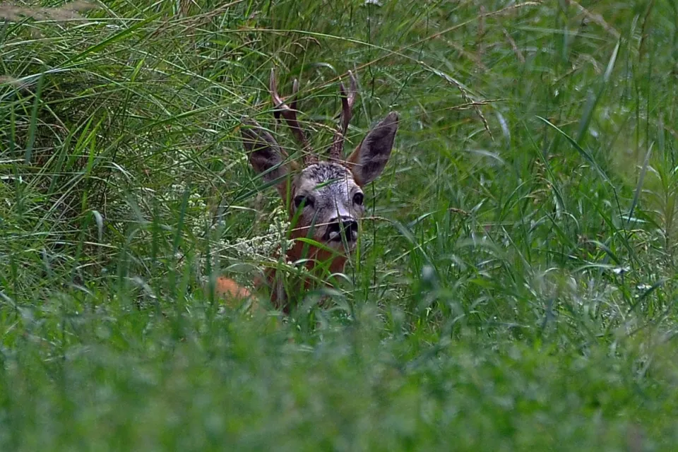Capreolus capreolus