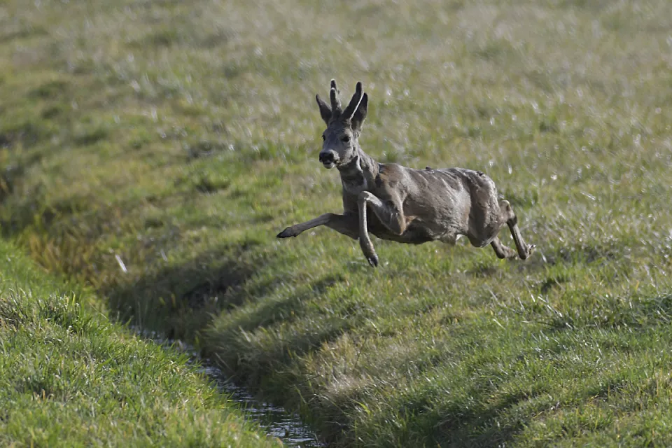 Capreolus capreolus