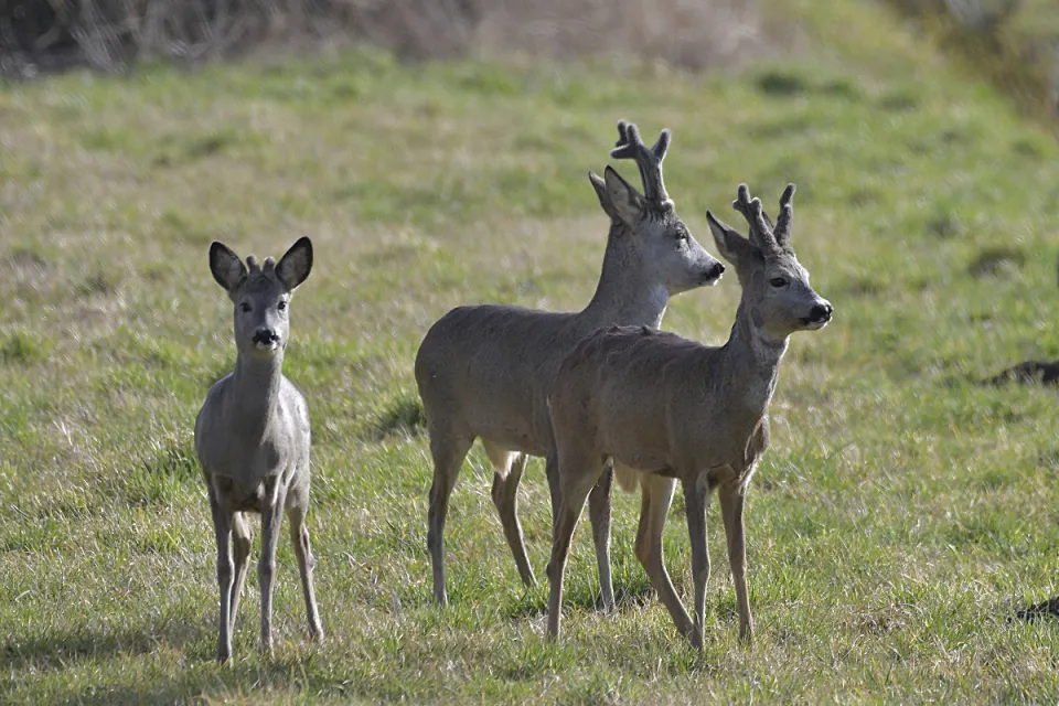 Capreolus capreolus