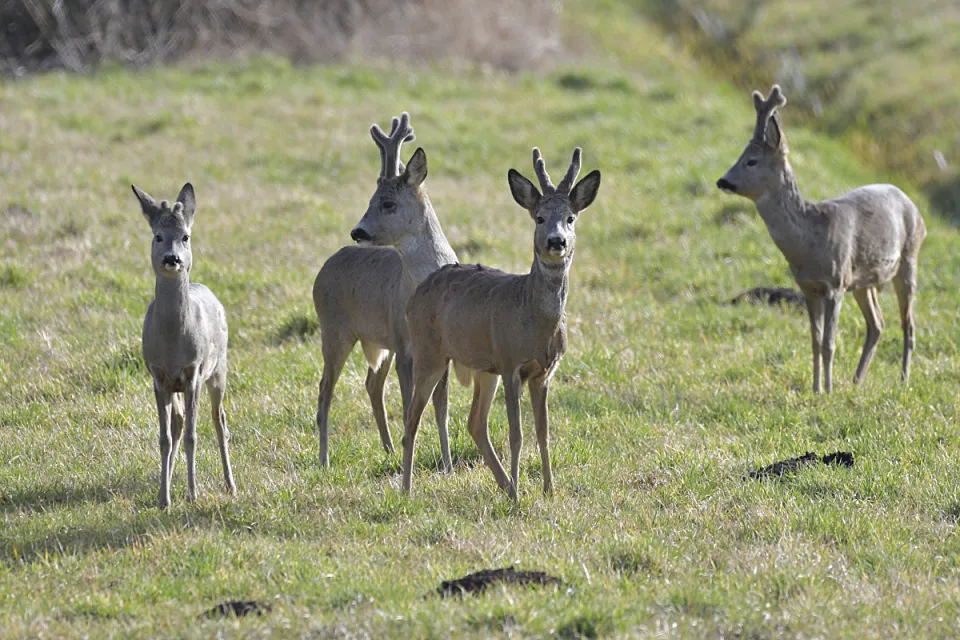 Capreolus capreolus