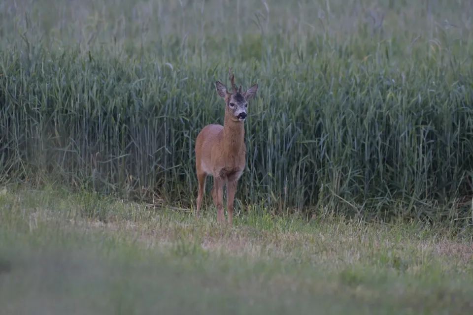 Capreolus capreolus