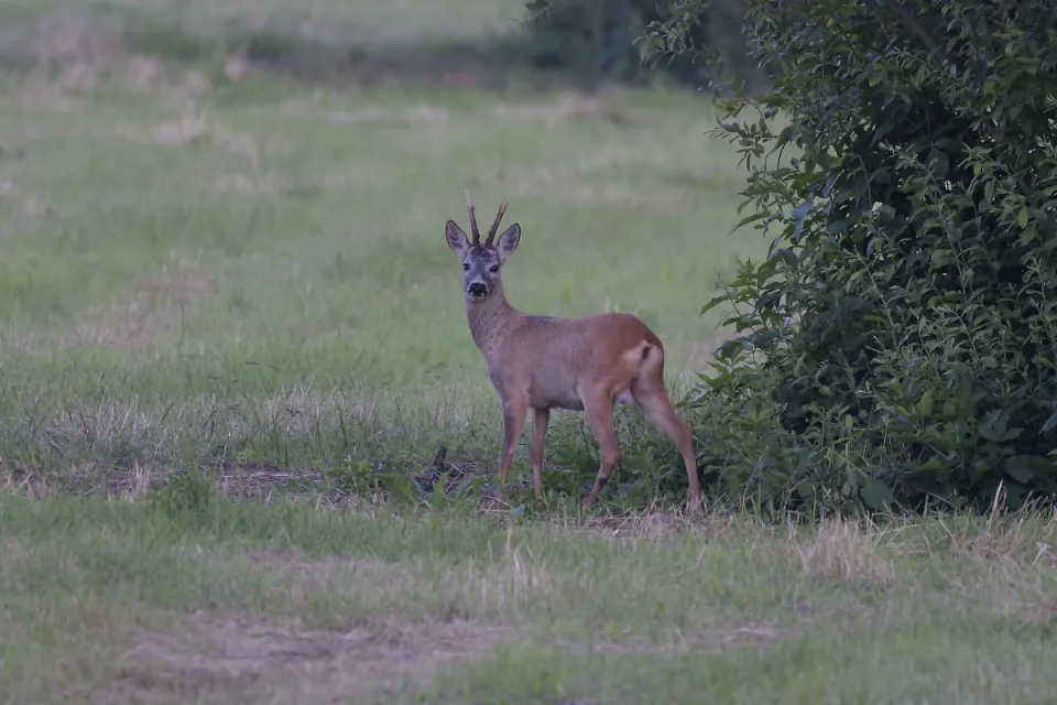 Capreolus capreolus