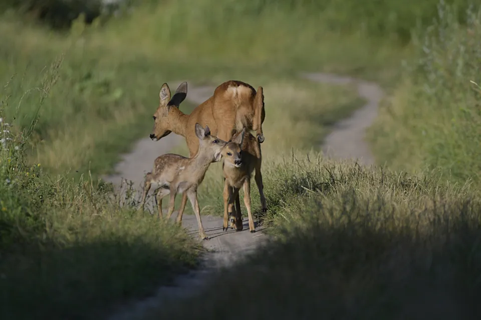 Capreolus capreolus
