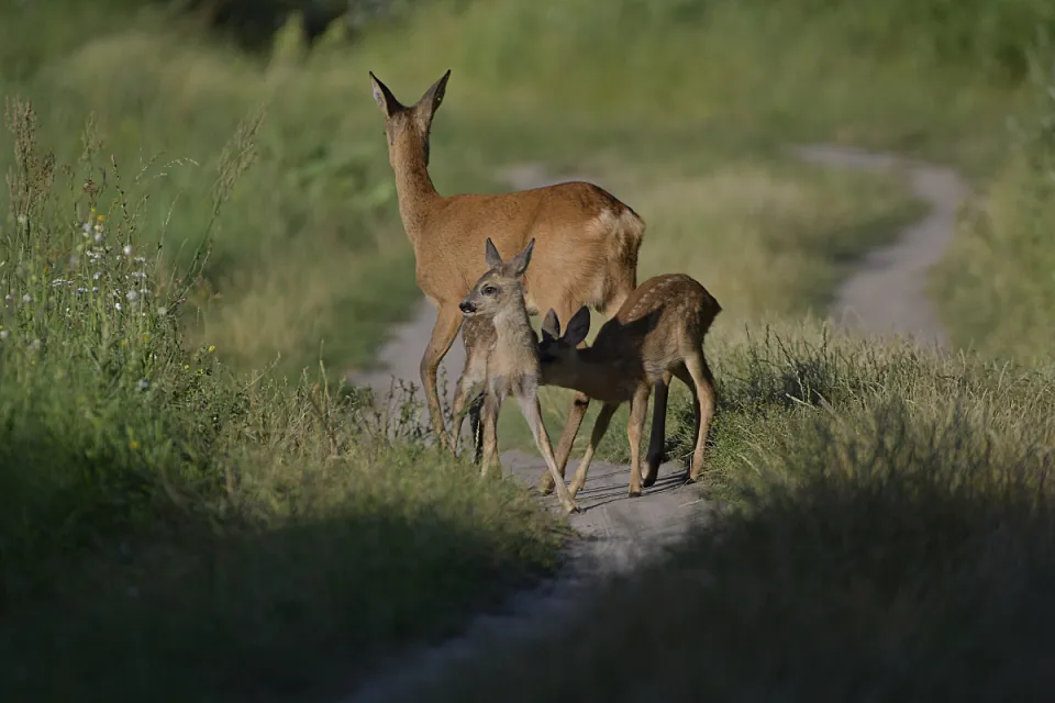 Capreolus capreolus