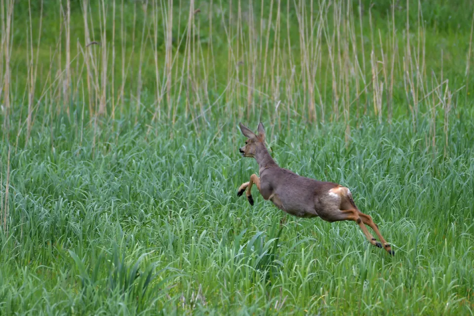 Capreolus capreolus