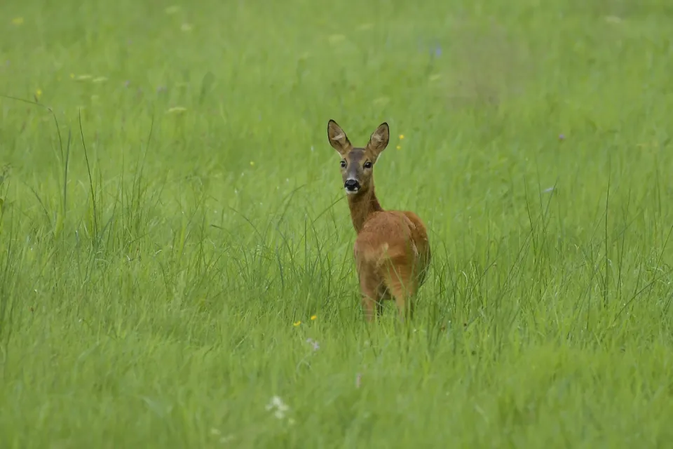 Capreolus capreolus