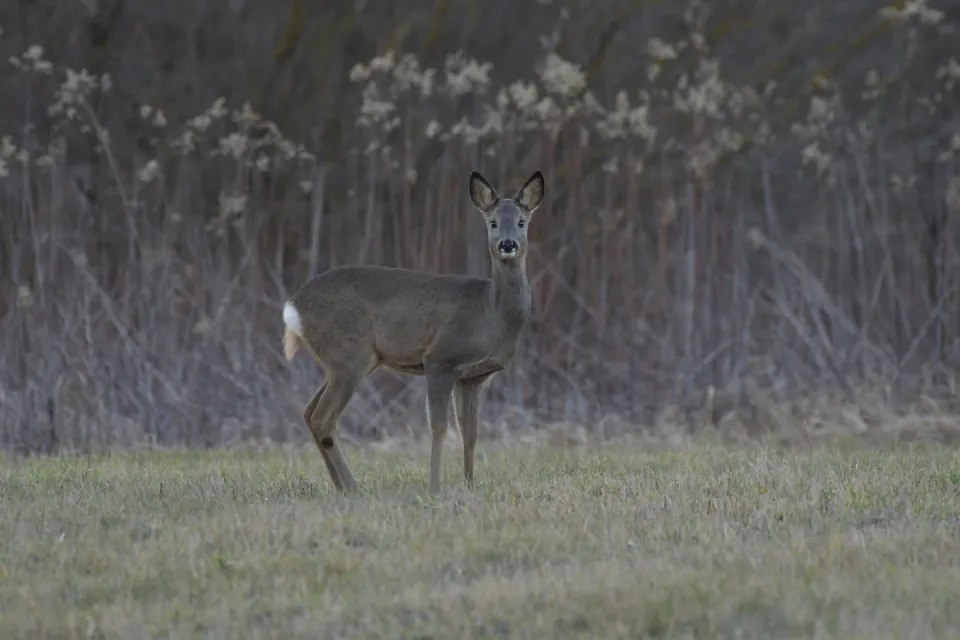 Capreolus capreolus