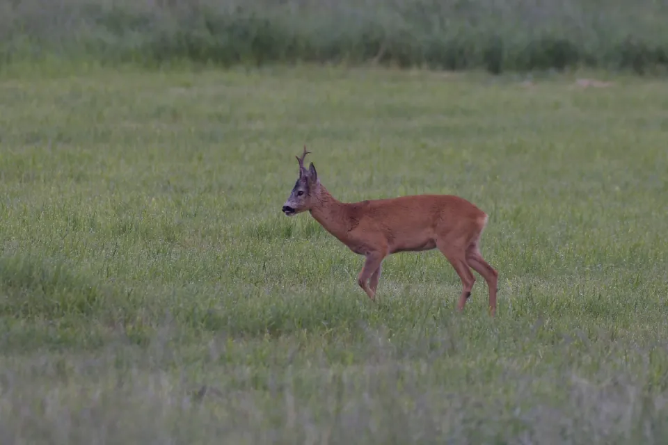 Capreolus capreolus