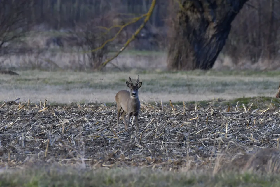 Capreolus capreolus