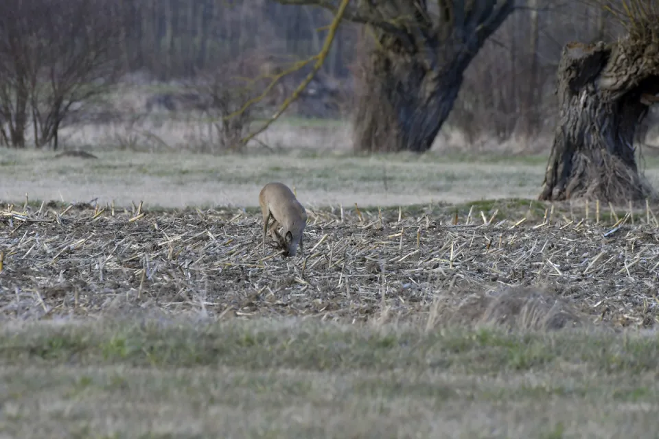 Capreolus capreolus