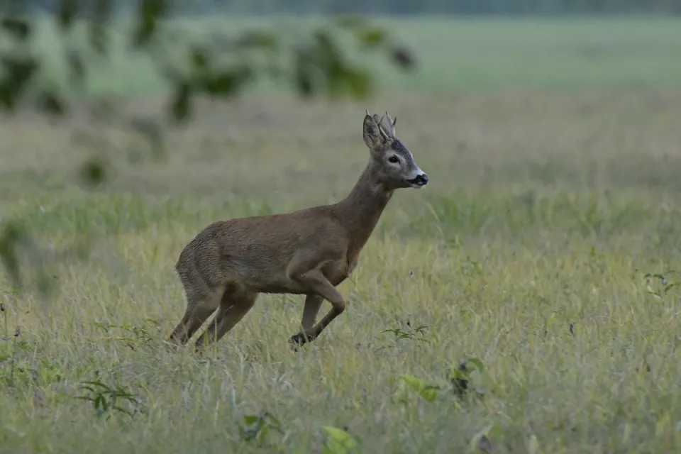 Capreolus capreolus