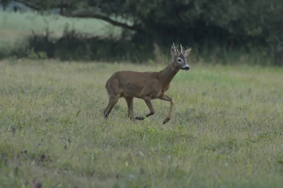 Capreolus capreolus