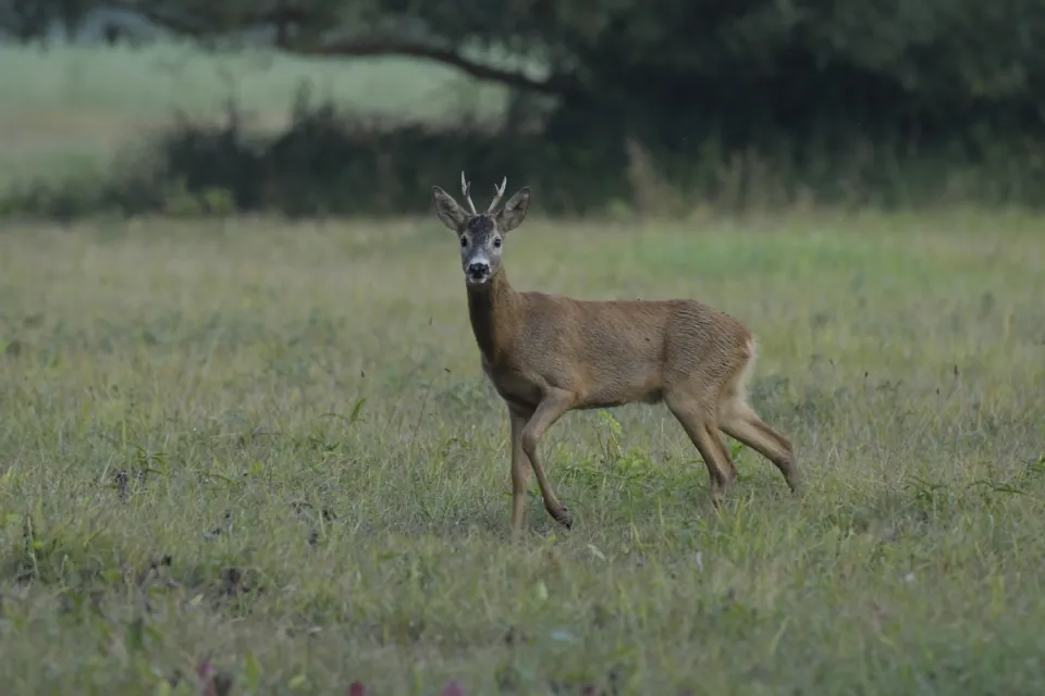 Capreolus capreolus