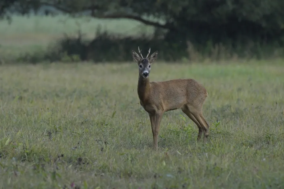 Capreolus capreolus