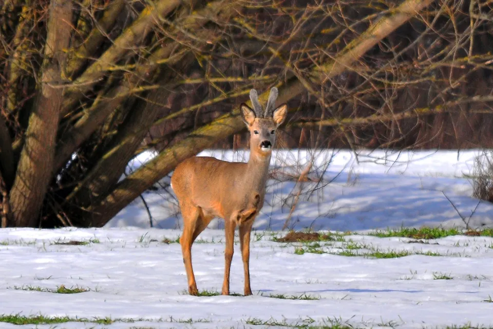 European roe deer
