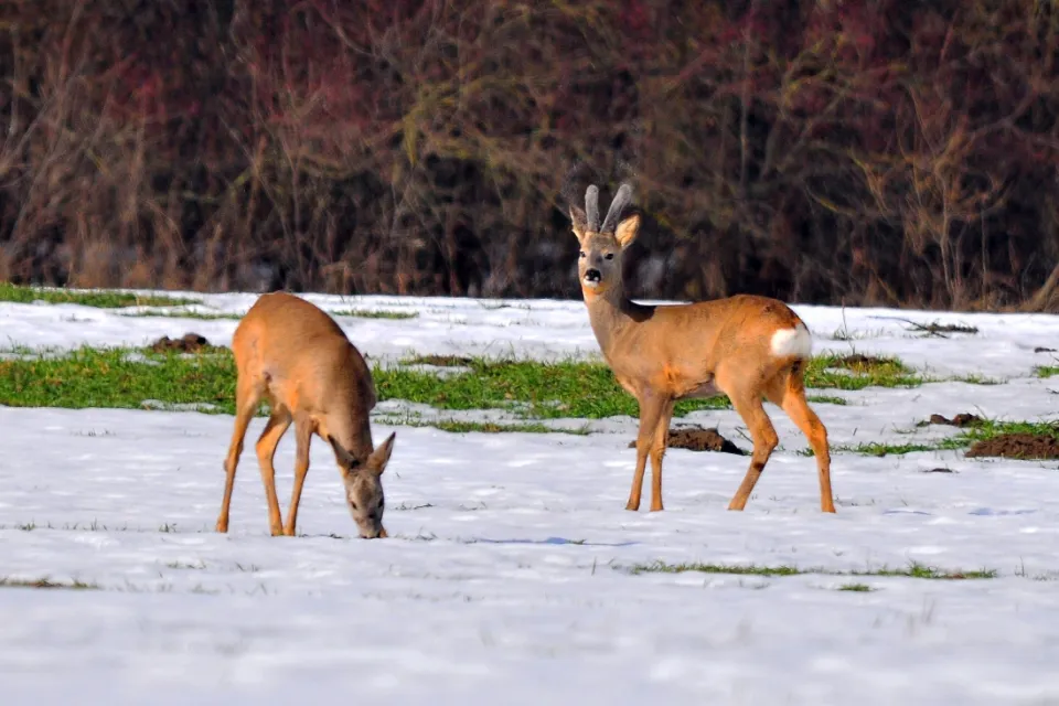 European roe deer