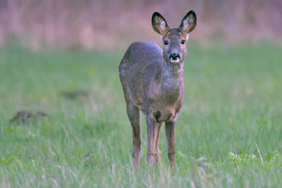 Capreolus capreolus