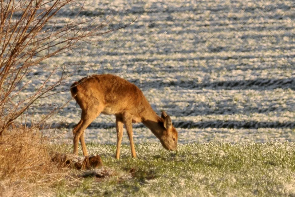 Capreolus capreolus