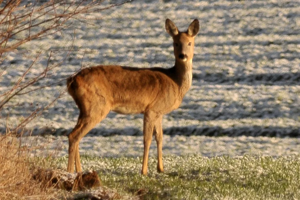 Capreolus capreolus
