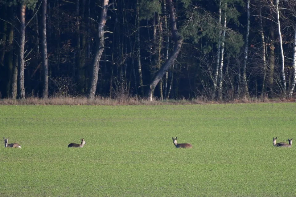 Capreolus capreolus