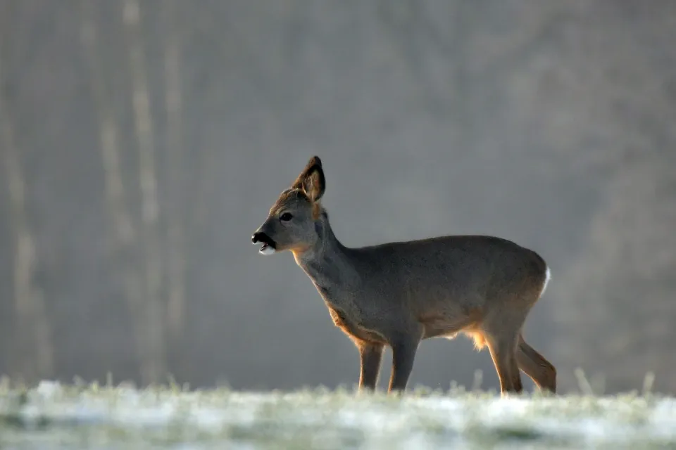 Capreolus capreolus
