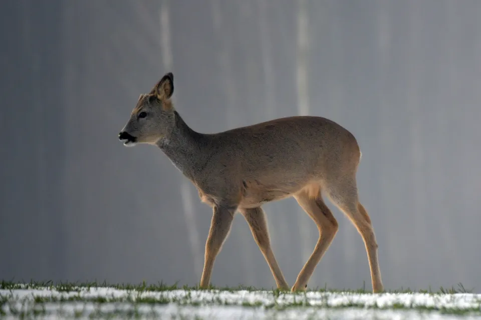 Capreolus capreolus