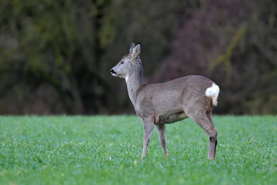 Capreolus capreolus