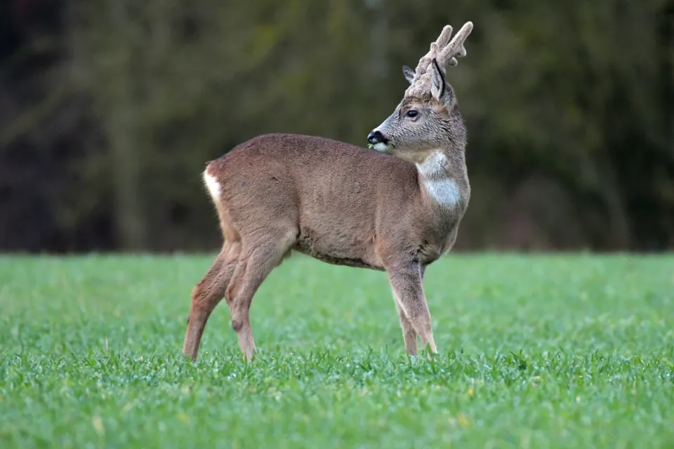 Capreolus capreolus