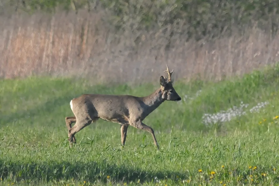 Capreolus capreolus
