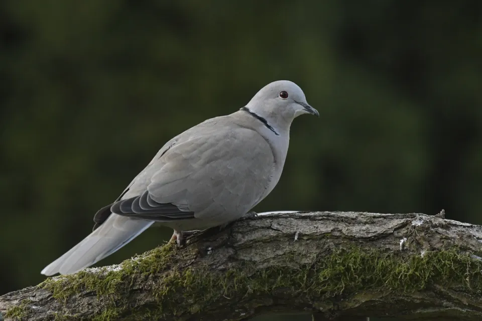 Streptopelia decaocto