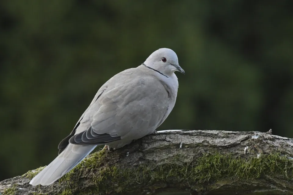 Streptopelia decaocto