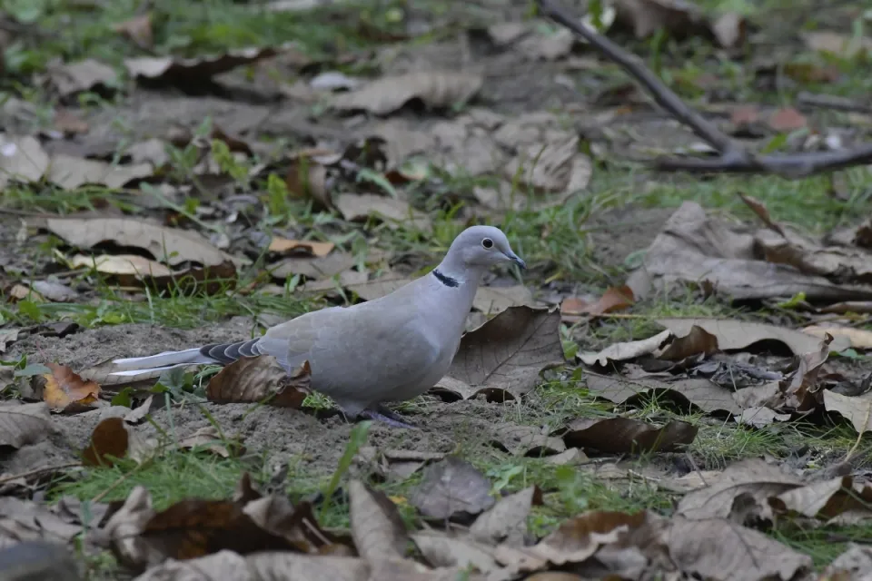 Streptopelia decaocto