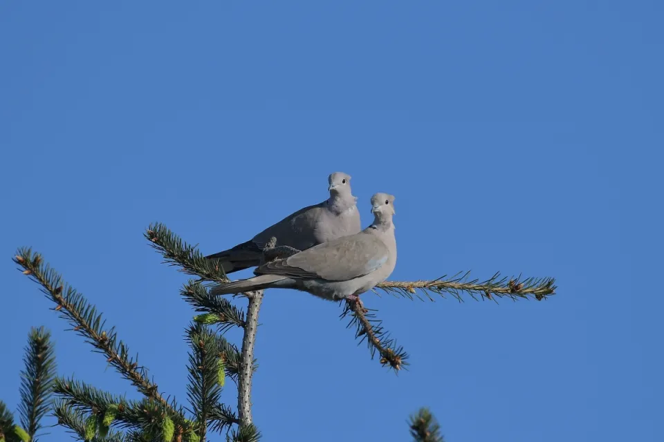 Streptopelia decaocto