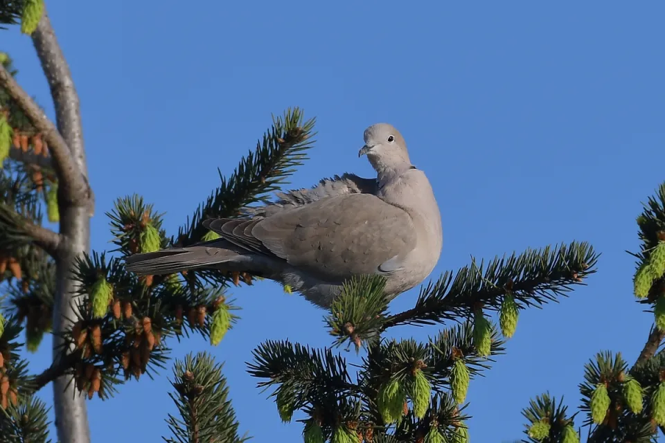 Streptopelia decaocto