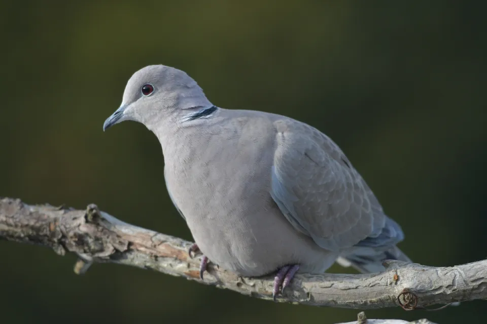 Streptopelia decaocto