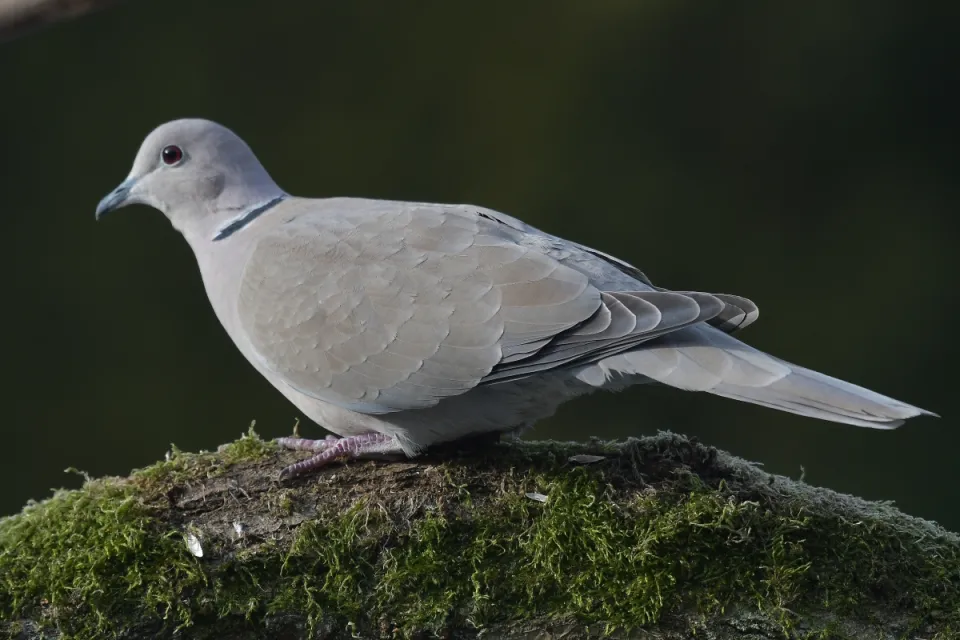 Streptopelia decaocto