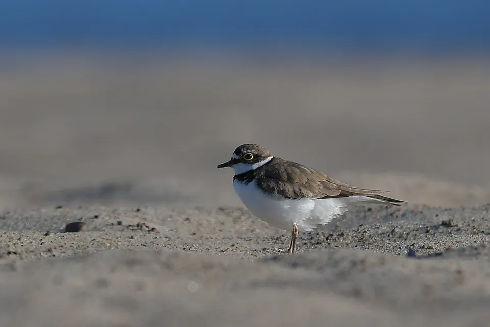 Charadrius dubius