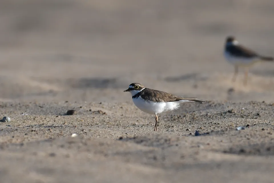 Charadrius dubius
