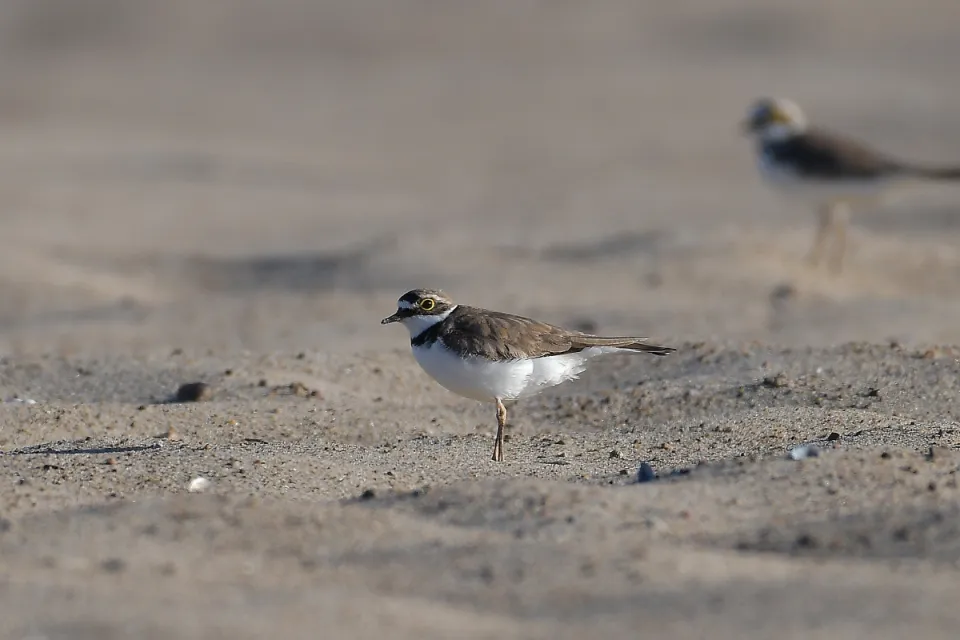 Charadrius dubius
