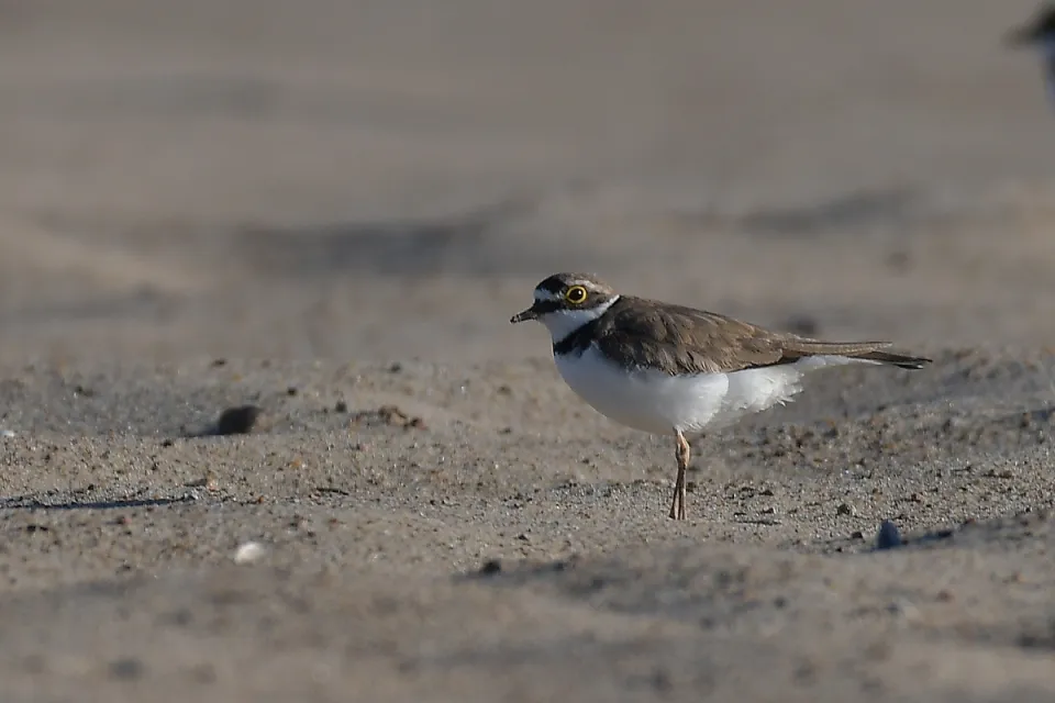 Charadrius dubius