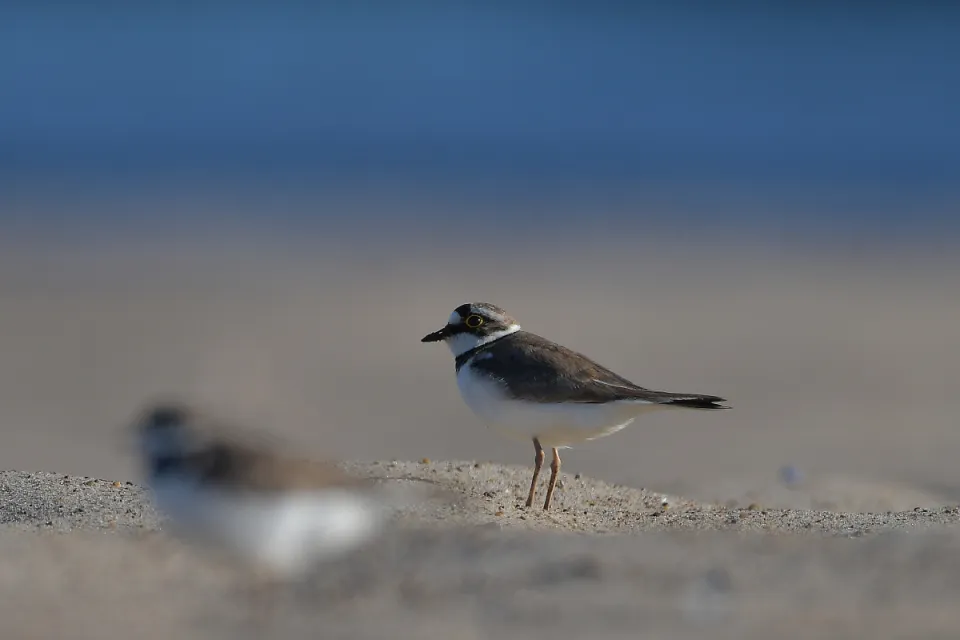 Charadrius dubius