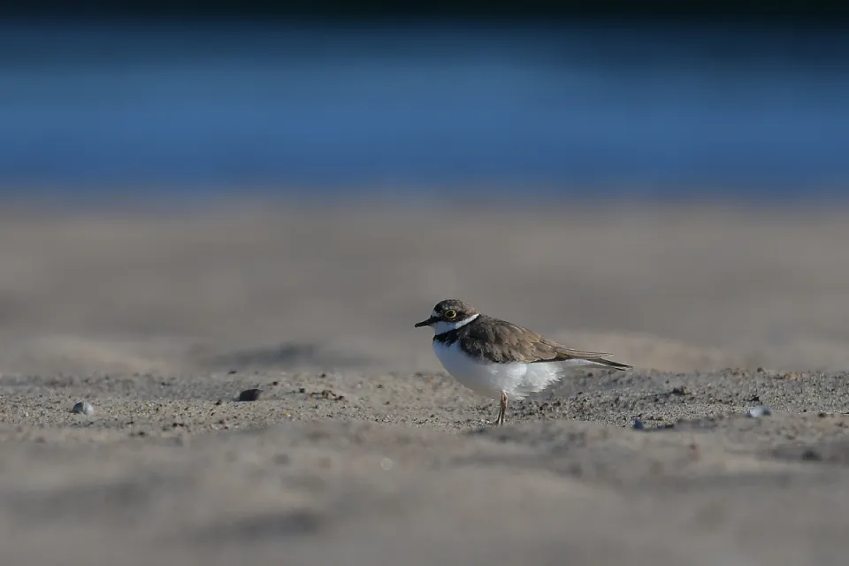Charadrius dubius