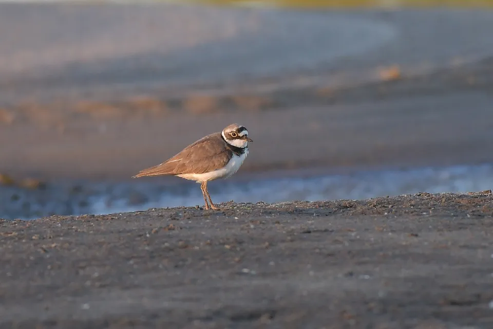 Charadrius dubius