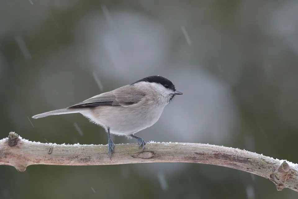 Parus palustrlis