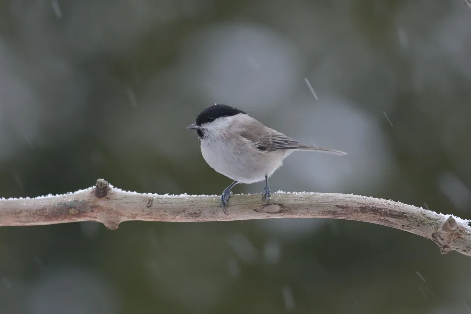 Parus palustrlis