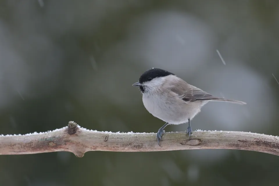 Parus palustrlis