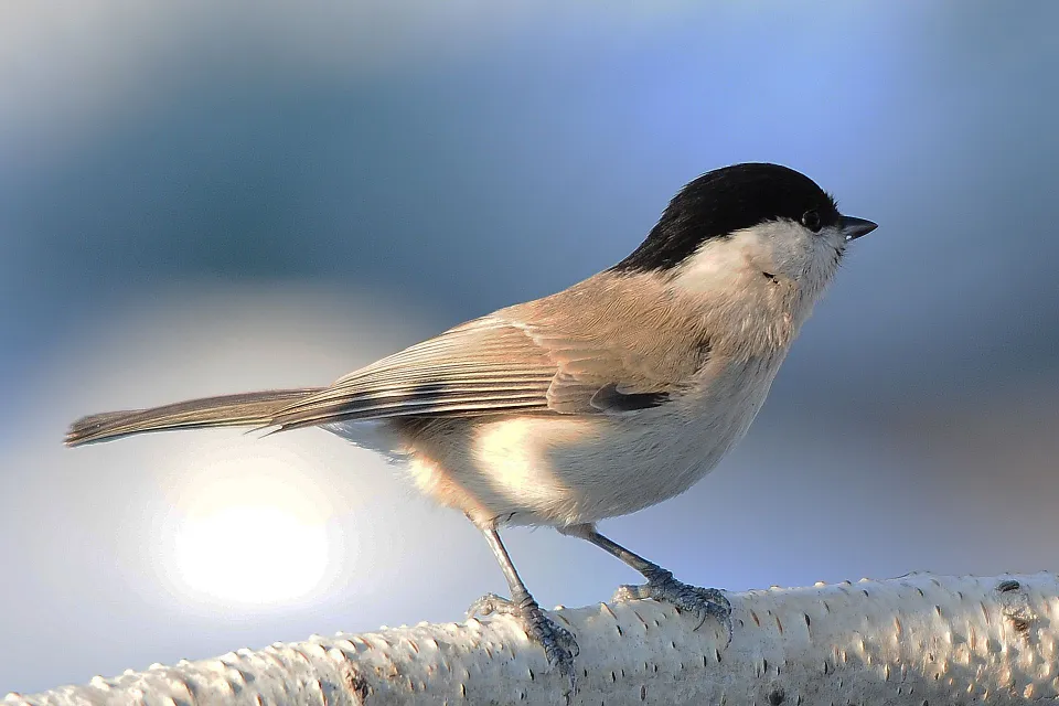 Parus palustrlis