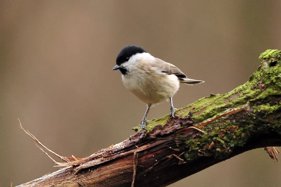 Parus palustrlis